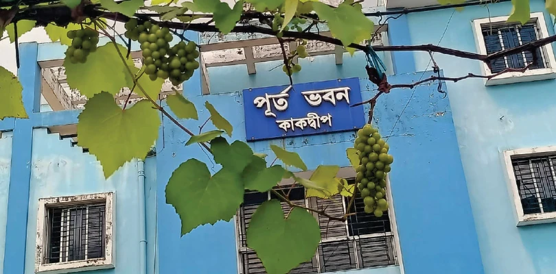 আঙুর গাছই বদলে দিয়েছে সরকারি অফিসের  ঠিকানা, আকর্ষণের কেন্দ্রে কাকদ্বীপ পূর্তভবন