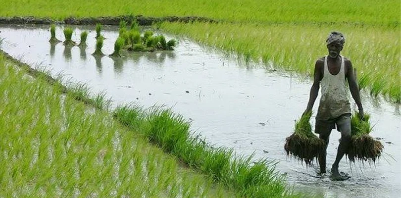 একর পিছু দিতে হচ্ছে সর্বাধিক ১০০ টাকা, প্রধানমন্ত্রী ফসল বিমায় যুক্ত হল রাজ্যের ৩২ লক্ষ কৃষক