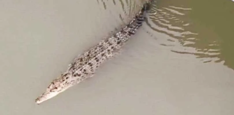 রায়দিঘির মণি নদীতে কুমির, চাঞ্চল্য