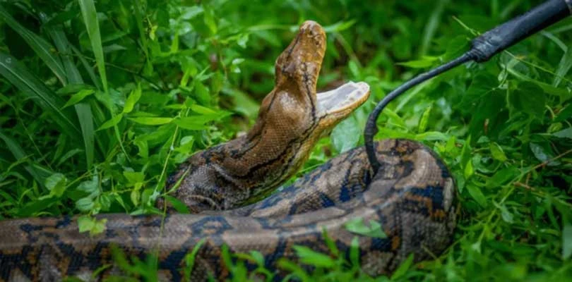 পেট চালাতে ধরেন গাড়ির স্টিয়ারিং রাতবিরেতে বিষধর সাপ ধরতে ডাক পড়ে নেপালের