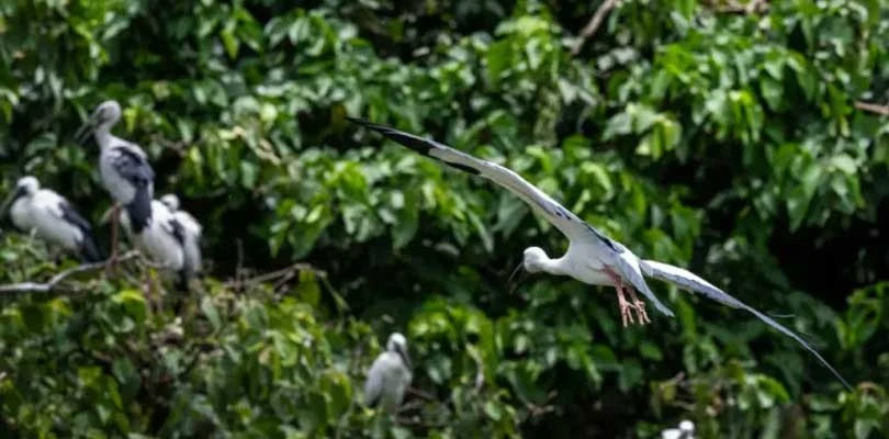 পরিযায়ী পাখিদের দ্বিতীয় নিবাস ইটাহারের মারনাই
