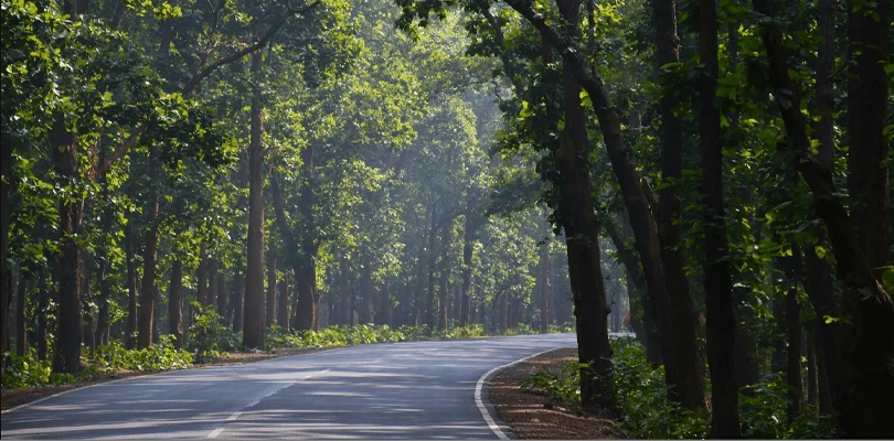 হোটেল, রিসর্ট থেকে বর্জ্য সংগ্রহ বন্ধ, বেলপাহাড়ীর জঙ্গল ভরছে জঞ্জালে