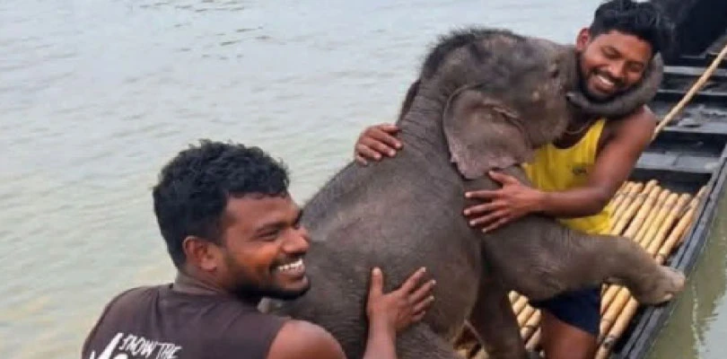 উত্তাল তিস্তা থেকে হস্তিশাবক উদ্ধার মৎস্যজীবীদের, সন্তান আগলে জঙ্গলে ফিরে গেল মা