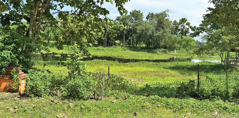 দিনে উত্তর ২৪ পরগনা, রাতে সাতক্ষীরা! উদ্বেগে বাসিন্দারা, সীমান্তের গ্রাম কৈজুরিতে নতুন করে কাঁটাতারের দাগ