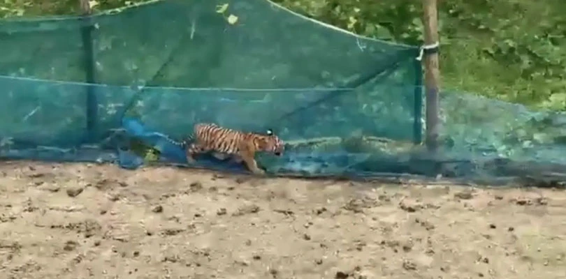 আটকে ব্যাঘ্রশাবক