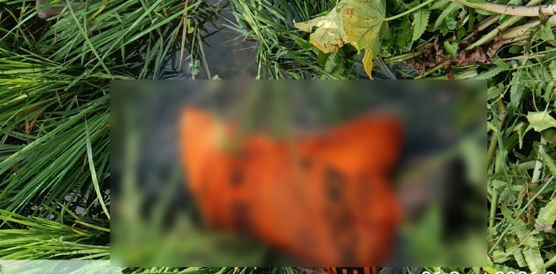 সাতসকালে মাথাভাঙা-২ ব্লকে অজ্ঞাত পরিচয় যুবকের মৃতদেহ উদ্ধার, চাঞ্চল্য এলাকায়