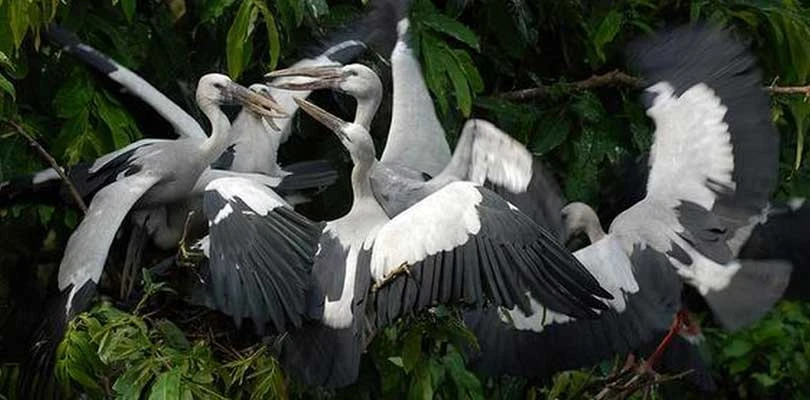 পরিযায়ীর সংখ্যা বৃদ্ধির নিরিখে ‘হ্যাটট্রিক’ কুলিক পক্ষী নিবাসের