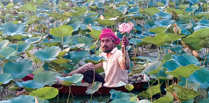 পুজোয় ফুলের চাহিদা তুঙ্গে, হাসি ফুটেছে বাগনানের দুর্লভপুরের পদ্মচাষিদের মুখে