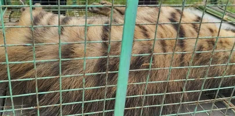 উদ্ধারের কয়েক ঘণ্টার মধ্যে বিরল হায়নার রহস্যমৃত্যু, প্রশ্নে বনদপ্তর
