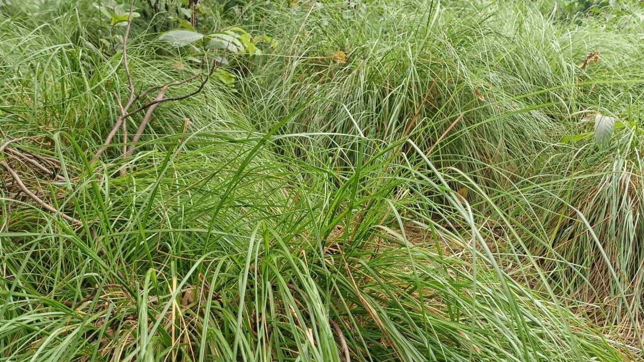 পুজোর মুখে বাবুই ঘাসের চড়া দাম, হাসি ফুটেছে ঝাড়গ্রামের চাষিদের