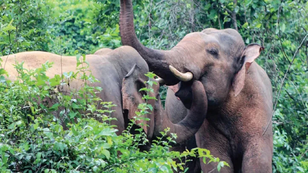 রেশন দোকানে গ্রাহকদের জন্য আসা ‘পুজো উপহার’ খেয়ে সাবাড় করল হাতি