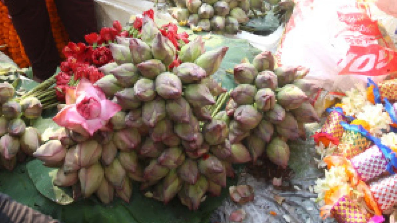 জগন্নাথঘাট ফুলবাজারে বিক্রি ৫০ লক্ষ পদ্ম