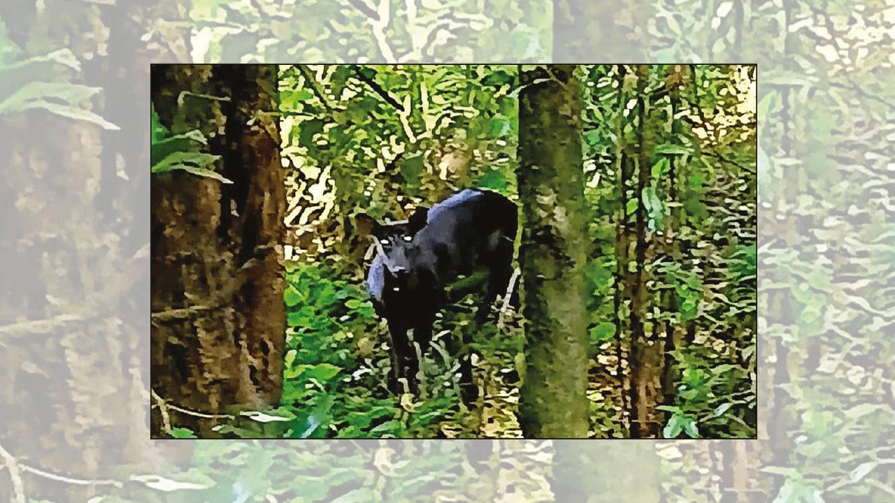 ফের কালো হরিণের দেখা মিলল কার্শিয়াংয়ে, উচ্ছ্বসিত পর্যটকরা