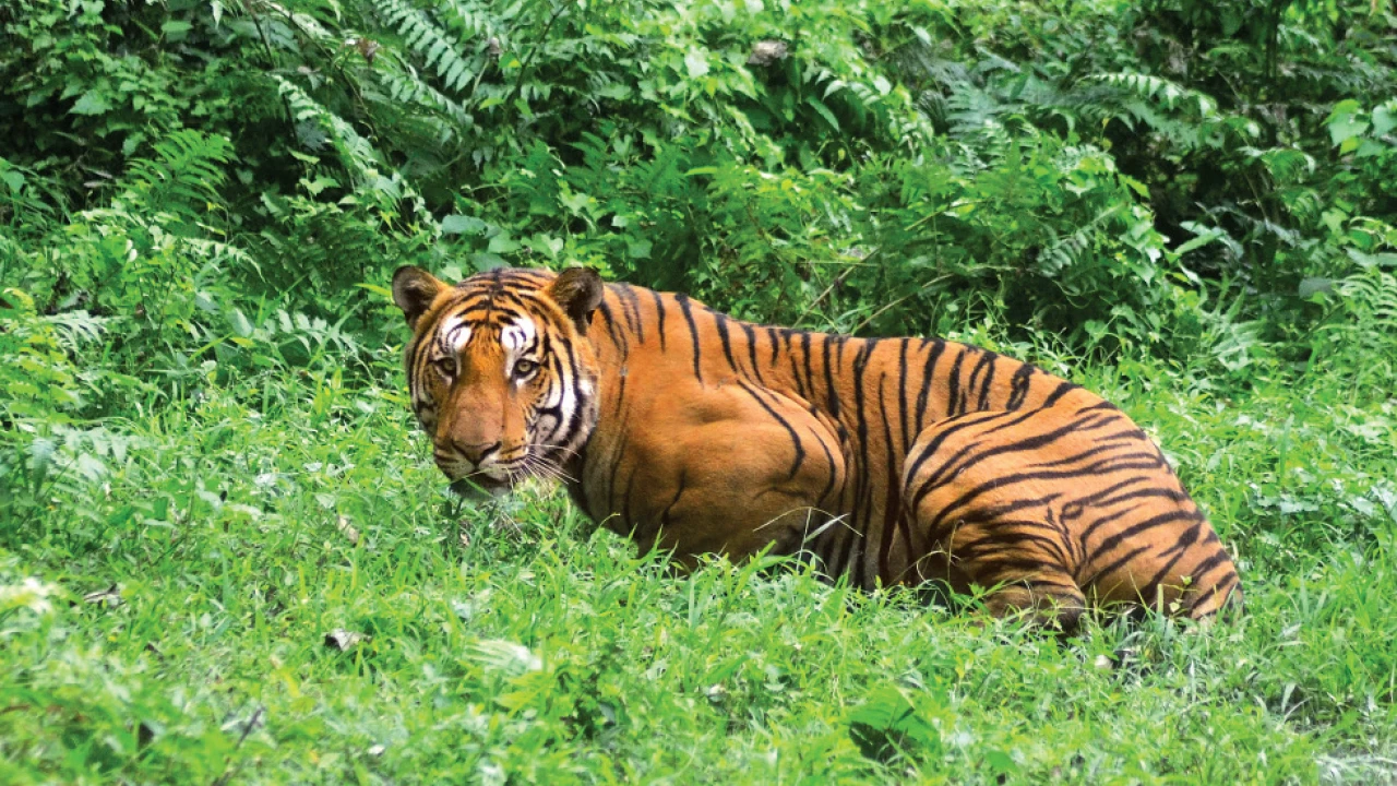 সমস্যা ও অভিযোগের কথা জানাতে  সুন্দরবনে চালু হচ্ছে হেল্পলাইন নম্বর