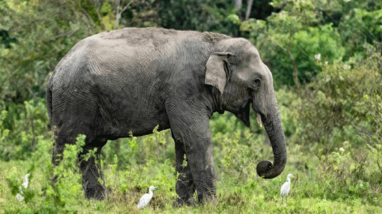 নাগরাকাটায় জলঢাকা নদীতে বিসর্জনের মাঝেই হাতির দেখা, আনন্দিত পর্যটকরা