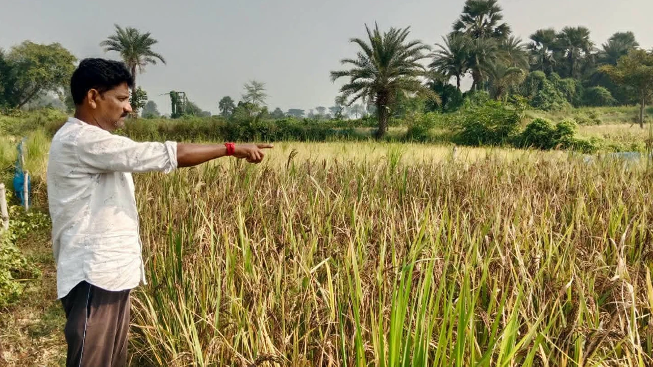 ইউটিউব দেখে নতুন ধরনের কালো ধানের চাষ, নজর কাড়লেন হবিবপুরের কৃষক