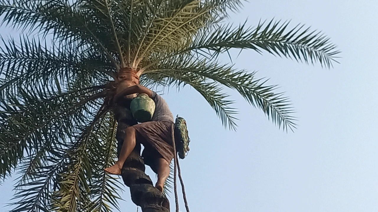 শীত পড়তেই খেজুর গাছ চাঁছতে ব্যস্ততা শিউলিরা