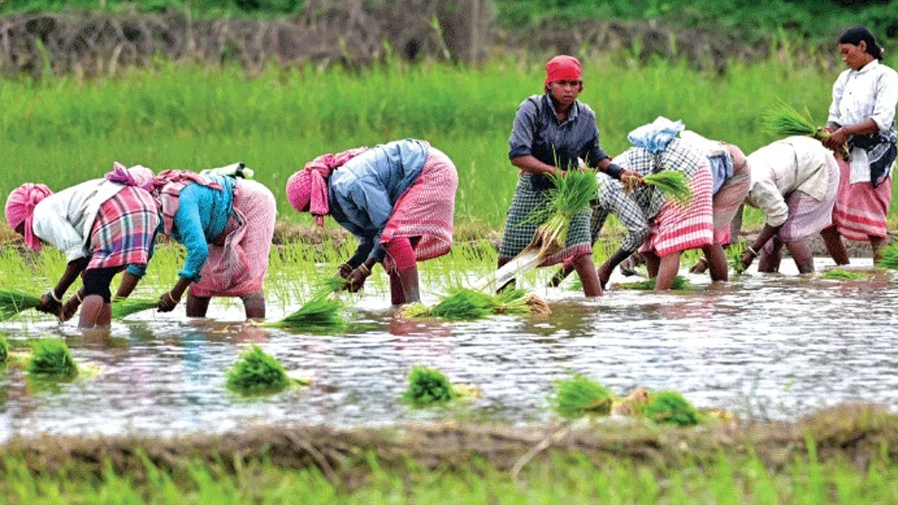 ৩০ অক্টোবর ‘পিএম কিষান’-এর টাকা দেবেন মোদি, রাজ্যে সম্প্রচারের নির্দেশ