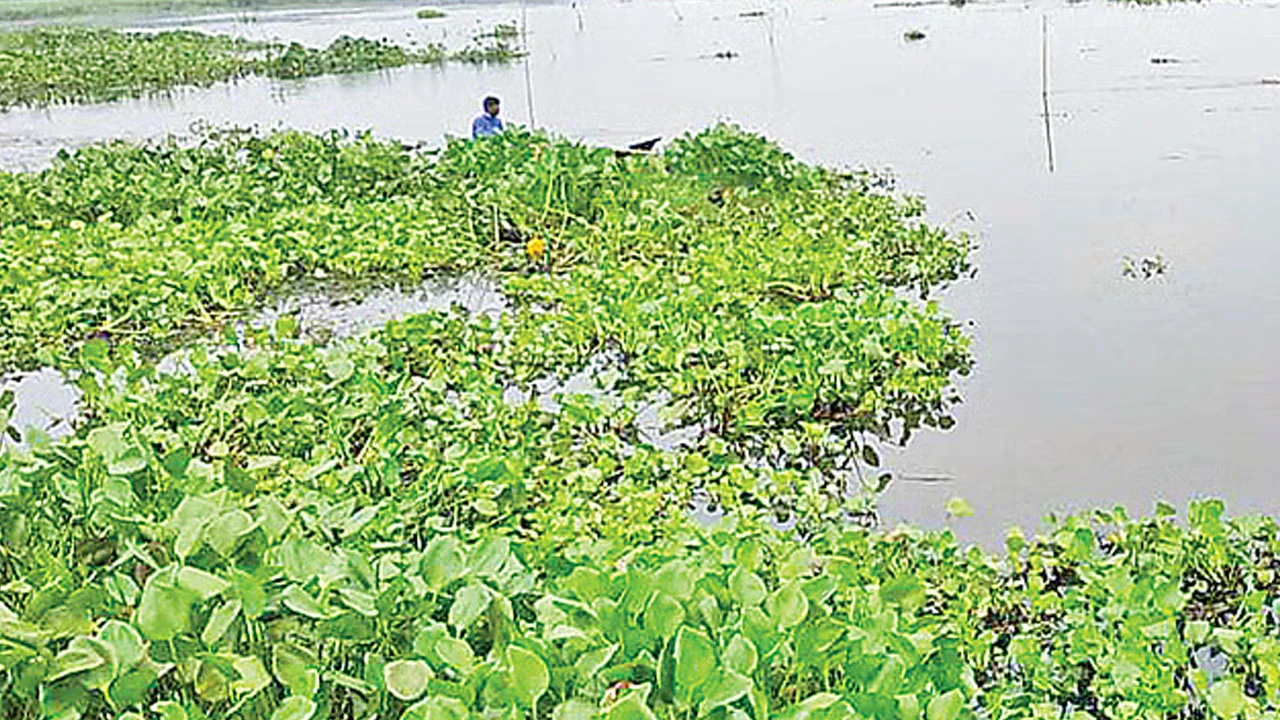 পানা জমেছে কোকন্দ গ্রামের দিঘিতে,  দ্রুত সংস্কারের দাবি এলাকাবাসীর