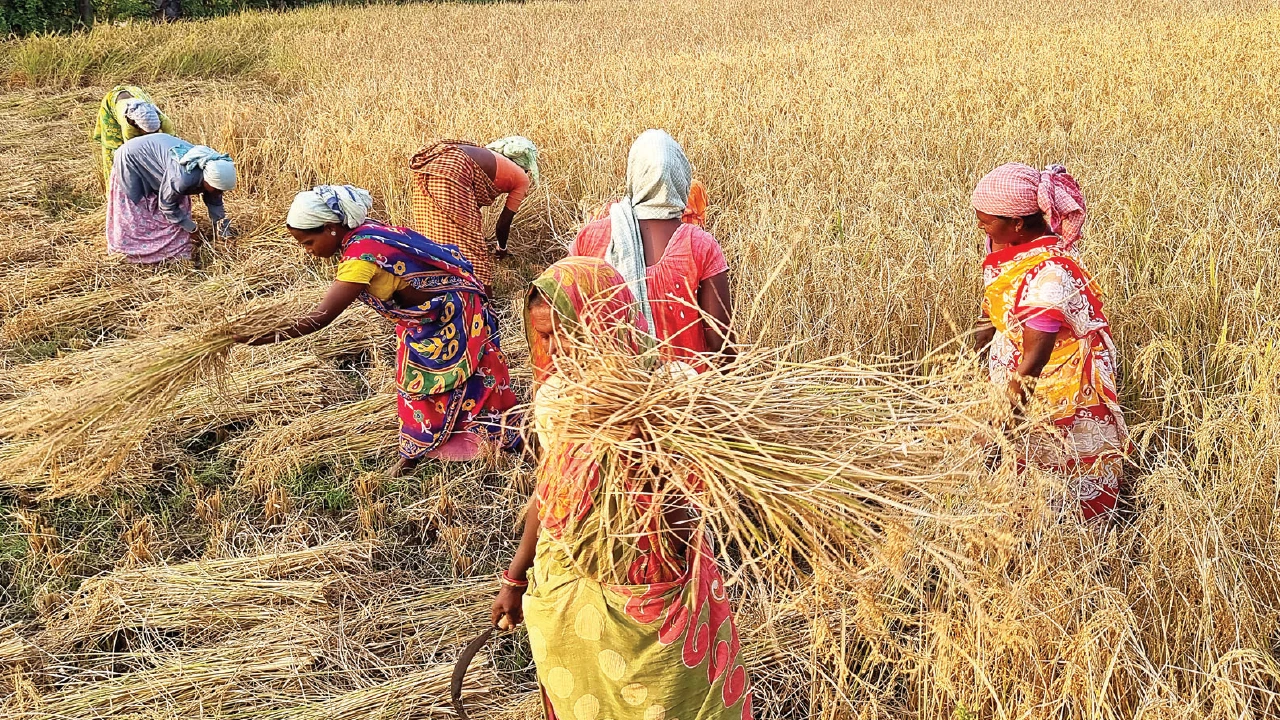 অর্ণব ঘূর্ণিঝড়ের প্রভাবে মেঘলা আকাশ  বৃষ্টির শঙ্কা, মাঠের পাকা ধান ঘরে তুলতে মরিয়া চাষিরা
