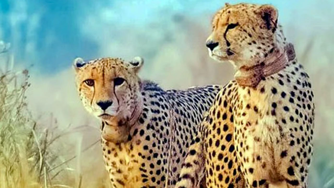 কুনোয় চিতার মৃত্যু