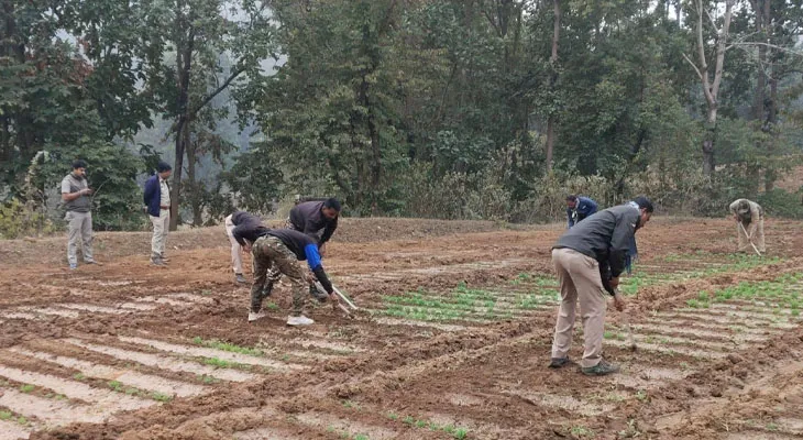 পুরুলিয়ার আড়ষায় আফিম চাষ, হানা পুলিশের