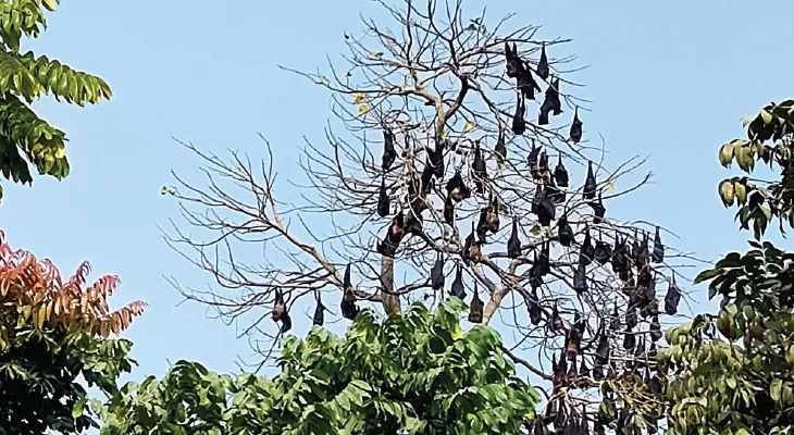 ৩০ বছর বাদুড়ের সঙ্গেই  বসবাস ঘাটবাওরবাসীর