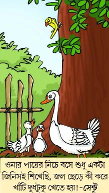 মজারু