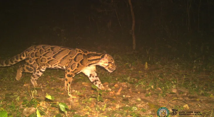বক্সা ব্যাঘ্র প্রকল্পে দেখা মিলল ক্লাউডেড লেপার্ডের