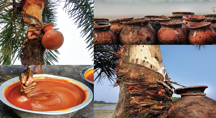 বাঙালির নলেন ঋতু