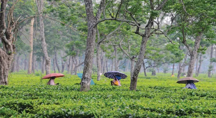 কেন্দ্রীয় বাজেটে কাজু, নারকেল নিয়ে বিশেষ ঘোষণা, কিন্তু কোথায় চা শিল্প? ক্ষুব্ধ উত্তরবঙ্গ