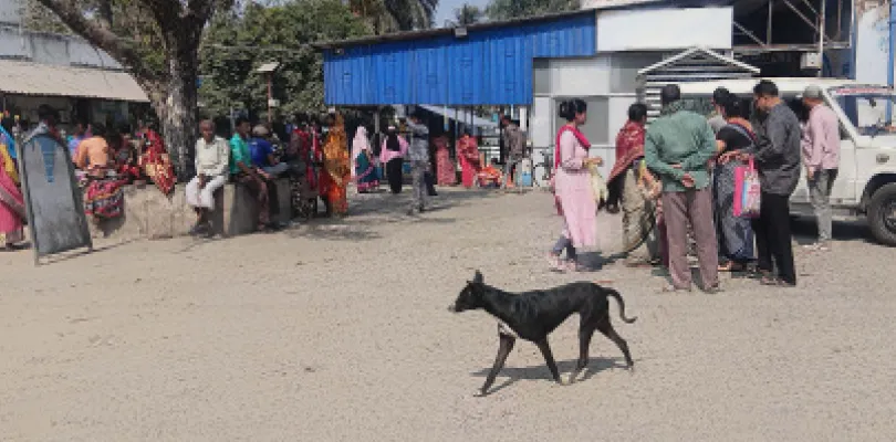 কুকুরের কামড়ে কাটোয়া হাসপাতাল, জখম ১০, আতঙ্কে হাসপাতাল কর্মী থেকে রোগীর পরিজন