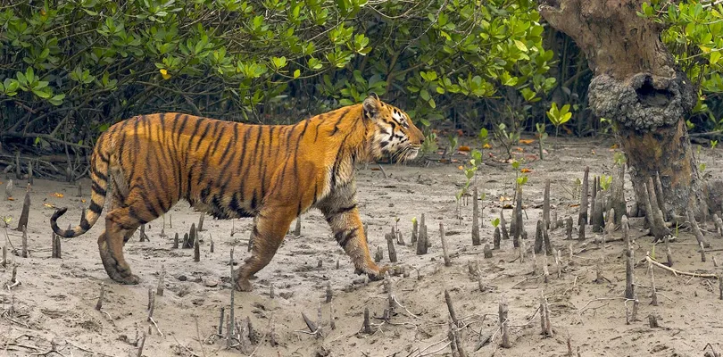 সুন্দরবনে ফের পর্যটকের ক্যামেরায় ধরা পড়ল রয়্যাল বেঙ্গল টাইগার ও ডলফিন