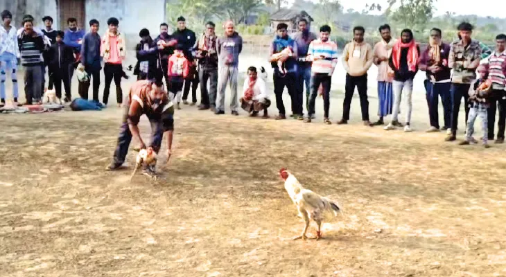 মেয়ের স্কলারশিপ-স্ত্রীর গয়না বিক্রির টাকায় জুয়া, বসিরহাটে মোরগ লড়াইয়ে সর্বস্বান্ত বহু