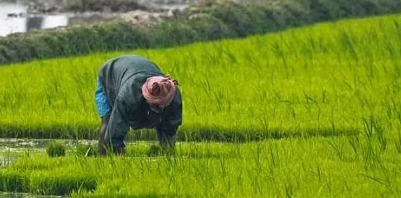 এল নিনোর সঙ্গেই কৃষিতে উদ্বেগ বাড়াচ্ছে ভূরাজনৈতিক অস্থিরতা, ফলন কমার আশঙ্কা ক্রিসিলের