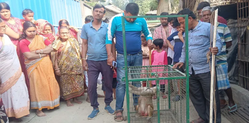 মনিবের মৃত্যুতে অস্বাভাবিক আচরণ,  বন দপ্তরের জিম্মায় গেল পোষ্য বাঁদর