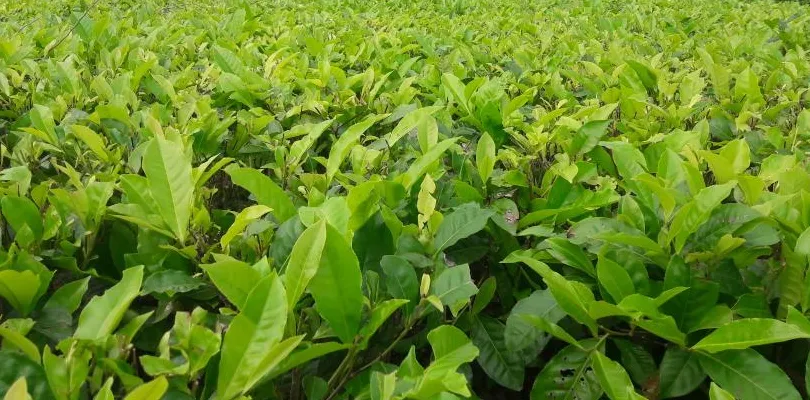 ৩০ হাজারে বিক্রি হল সাদা চা, মহিলাদের হ্যান্ড মেড টি’র ব্যাপক সাড়া কলকাতায়