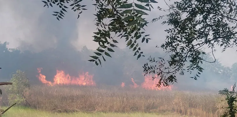 হাওড়ার জয়পুরের খাজুরদহ গ্রামে হোগলা ক্ষেতে বিধ্বংসী আগুন