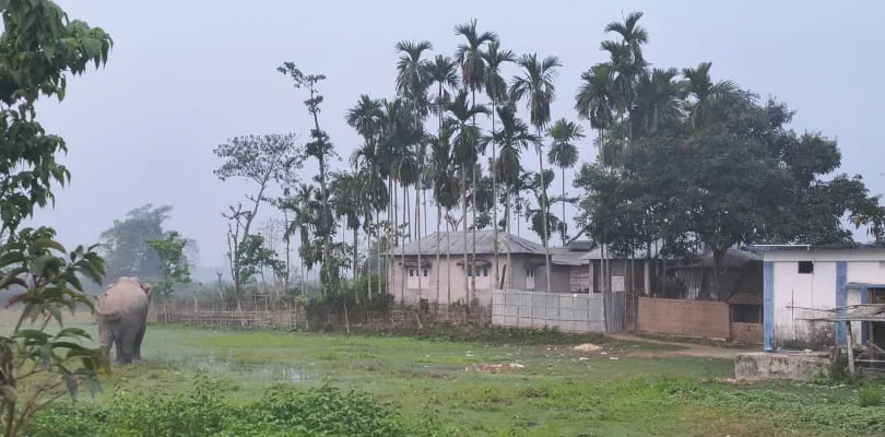 লোকালয়ে হাতির হানা, চাঞ্চল্য