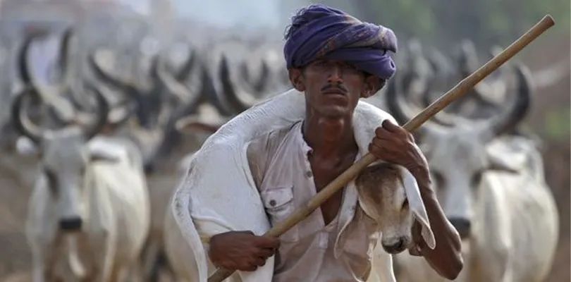 গোরু চরালে ১০ হাজার টাকা মাসে, নতুন প্রকল্প রাজস্থানে