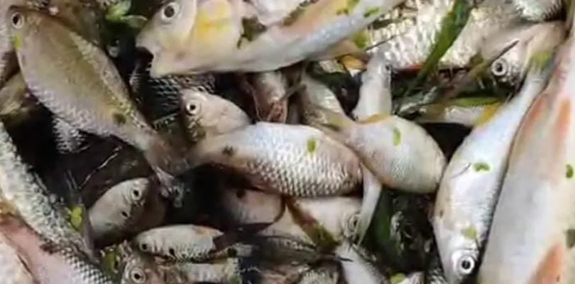 জলপাইগুড়ির পাঙ্গা নদীতে মাছের মড়ক