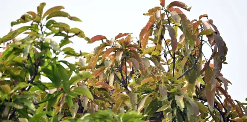 লুপ্তপ্রায় আলতাপেটি, টিকিয়াপরী,  কুমড়োজালি ভুলেছে ‘আমজনতা’