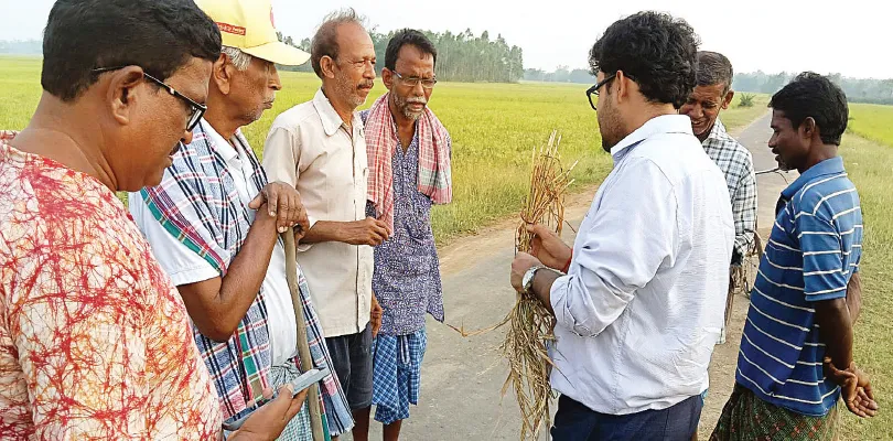 বোরো ধান পাকার মুখে পোকার হামলা, বিপাকে চাষিরা