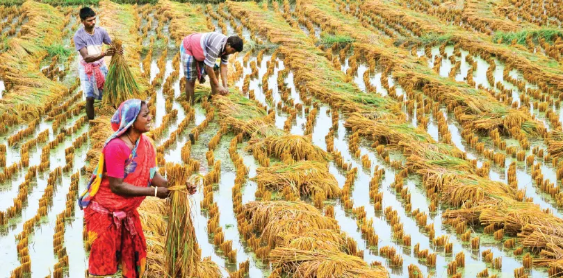 হঠাৎ ঝড়ের সঙ্গে বৃষ্টি, ক্ষতির মুখে ধানচাষিরা