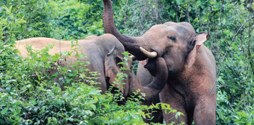 ঝাড়গ্ৰামে দু’দিনে হাতির হানায় দুই বাসিন্দার মৃত্যু