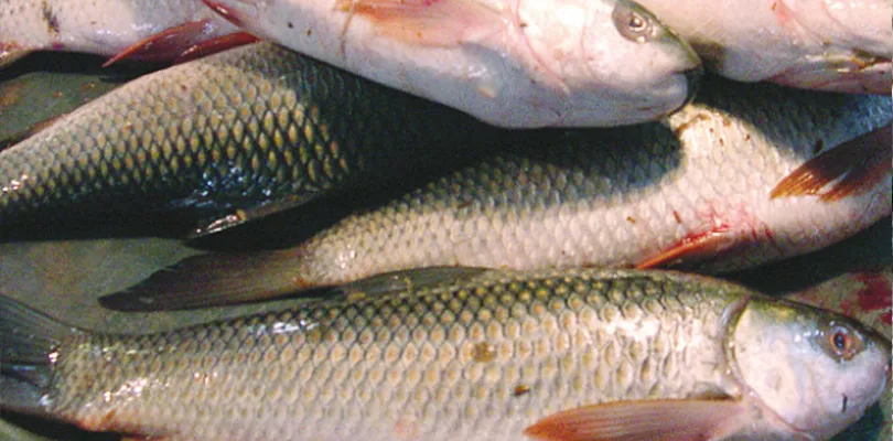 মৎস্য যোজনায়  ২০ কোটি টাকা বরাদ্দ বাংলাকে