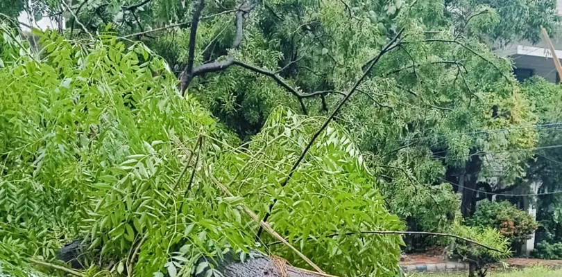 কলকাতায় বড় বড় গাছগুলিকে রক্ষায় পুরসভার বিশেষজ্ঞদের নিয়ে কমিটি গড়া হবে: মুখ্যমন্ত্রী