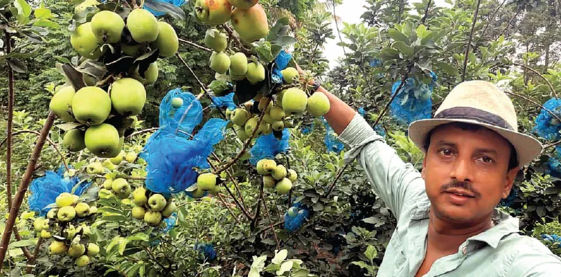 বাগানে ৩ প্রজাতির আপেল ফলিয়ে তাক লাগালেন বেলডাঙার স্কুল শিক্ষক রূপেশ