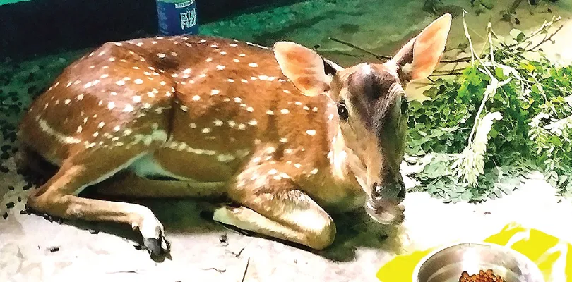 মানবাজারে বেড়েছে বন্যপ্রাণীর সংখ্যা, জঙ্গল ছেড়ে লোকালয়ে অবাধে বিচরণ হরিণের