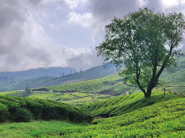 মনোরম মুন্নার